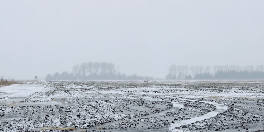Hagen (I), 2010